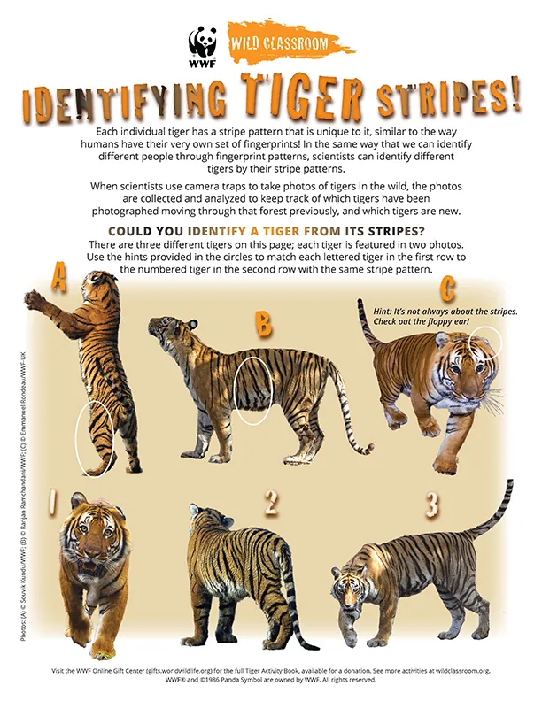 Identifying Tiger Stripes
