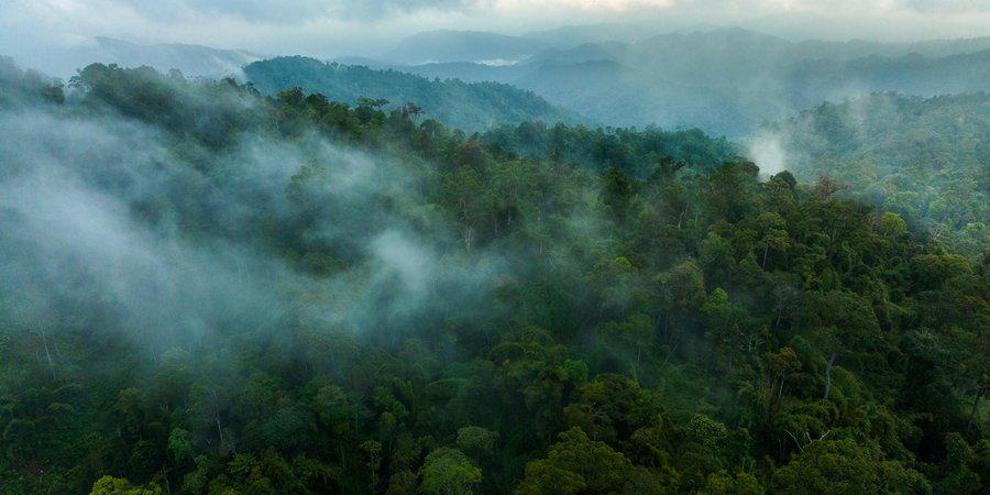 Aerial photo of fog-shrouded forest