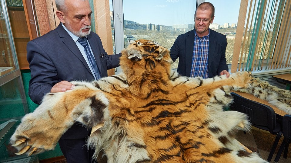 Men holding tiger skin