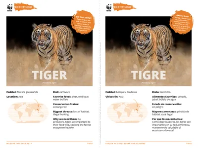Tiger Species Card ELL