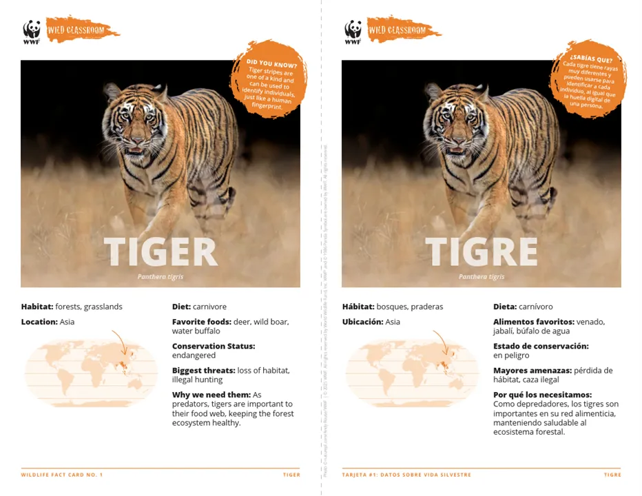 Tiger Species Card ELL