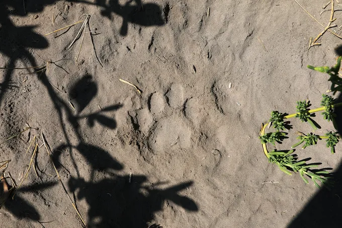 A jaguar track in the sand