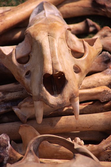 Tiger skull and bones