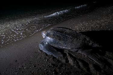 A leatherback turtle on a beach at night, pointing back to the ocean