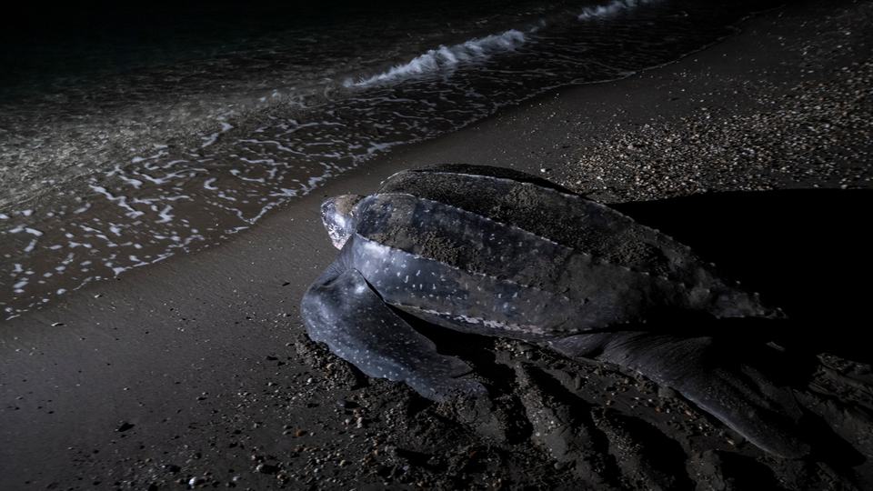 A leatherback turtle on a beach at night, pointing back to the ocean