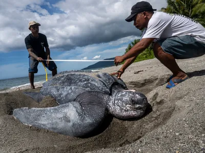 Two men with a tape measure over a leatherback turtle on a beach