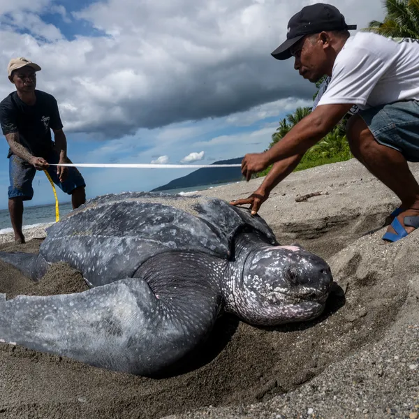 Two men with a tape measure over a leatherback turtle on a beach