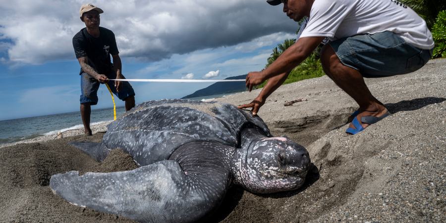 Two men with a tape measure over a leatherback turtle on a beach