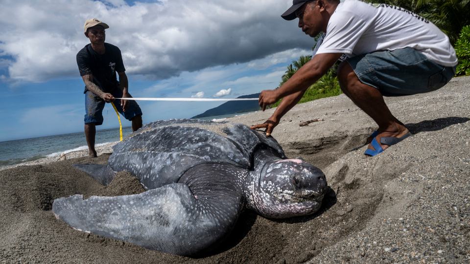 Two men with a tape measure over a leatherback turtle on a beach
