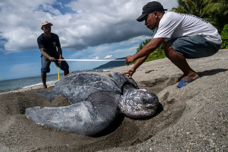 Two men with a tape measure over a leatherback turtle on a beach