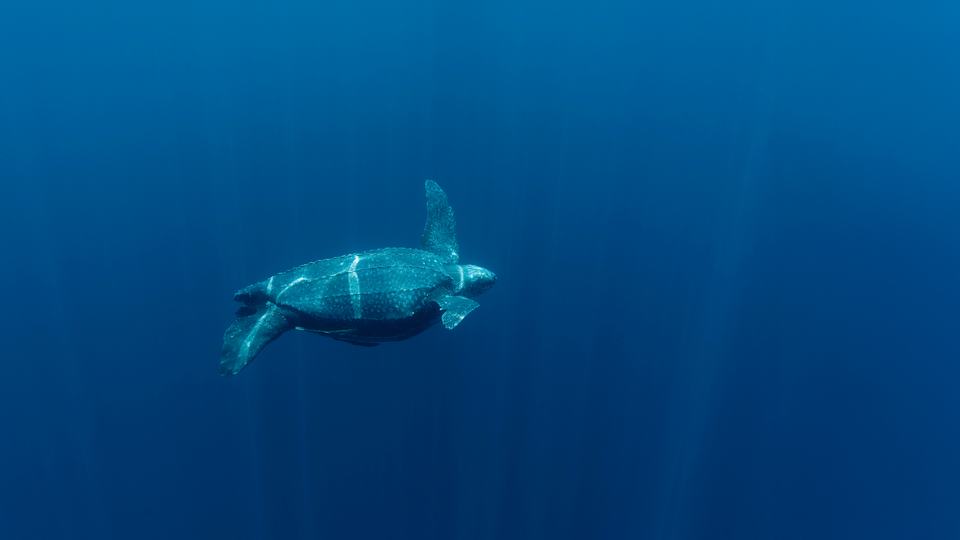 A leatherback turtle swimming in clear blue ocean