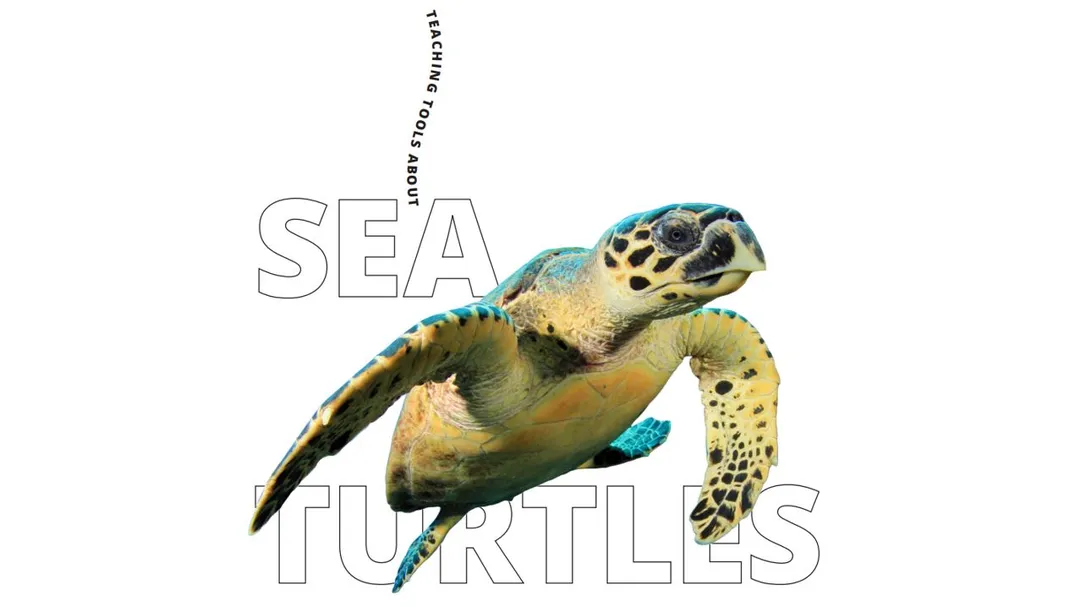 Sea Turtle - Educators Resource Guide Preview
