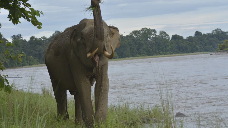 An elephant lifts its trunk in front of a large body of water