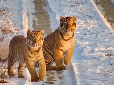 Two cubs from the five cub litter of Hero Tigress stand in the snow in Northeast China looking toward the lens of a camera trap