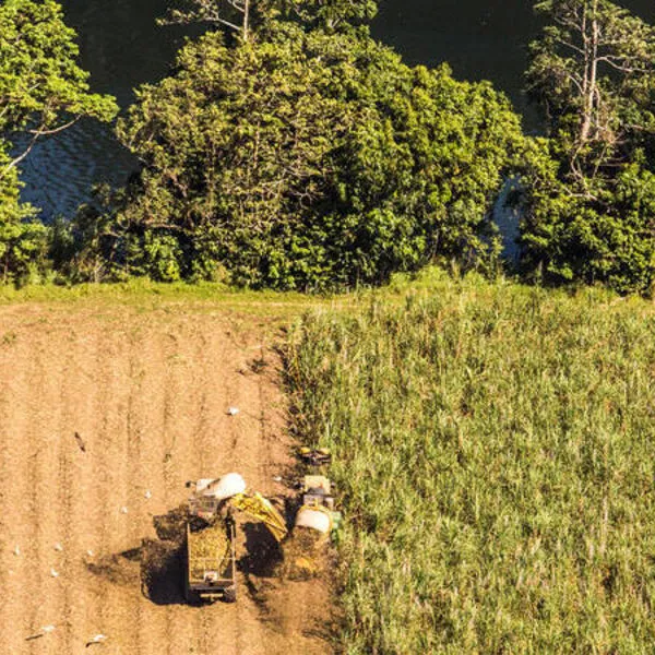 A farmer harvesting sugarcane