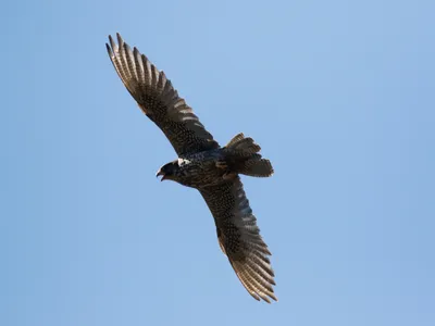 A gyrfalcon soaring in a blue sky