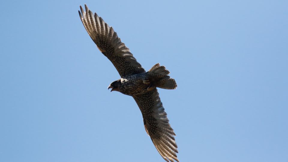 A gyrfalcon soaring in a blue sky