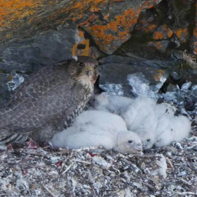 A gyrfalcon and young in nest