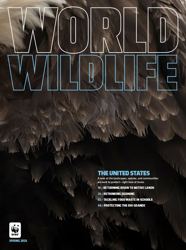 Cover of Spring 2026 issue, closeup of feathers