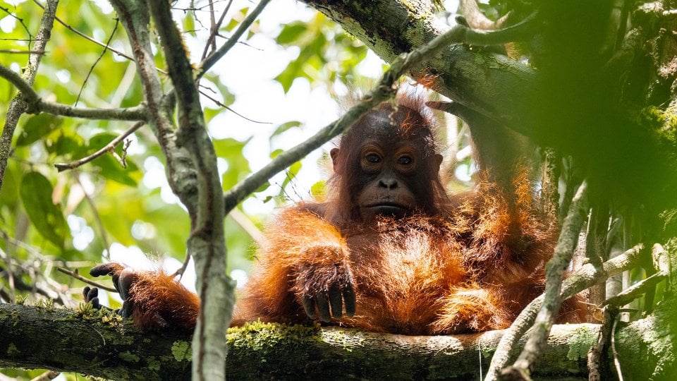 An orange orangutan sits in a tree