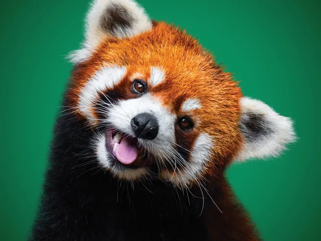 Red panda with mouth open on green background