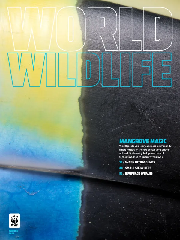 Winter 2022 Cover showing closeup of toucan