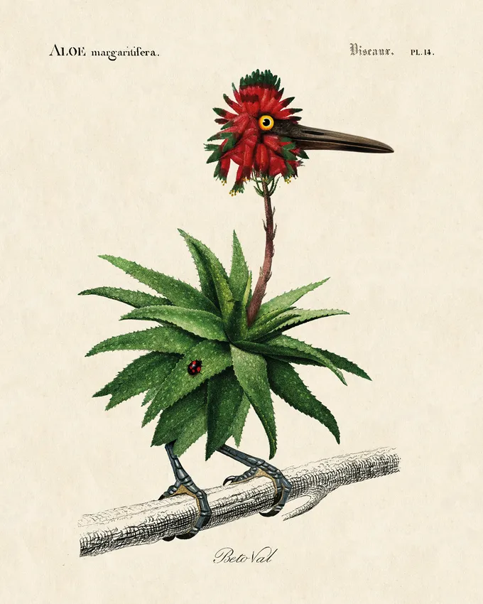 Illustration of aloe plant bird