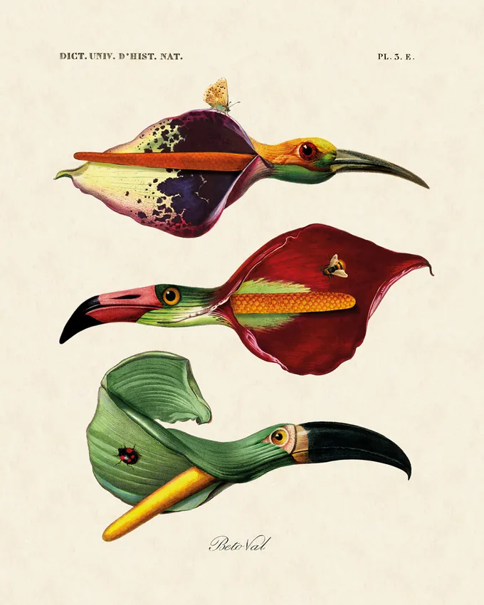 Illustration of calla lilies as birds