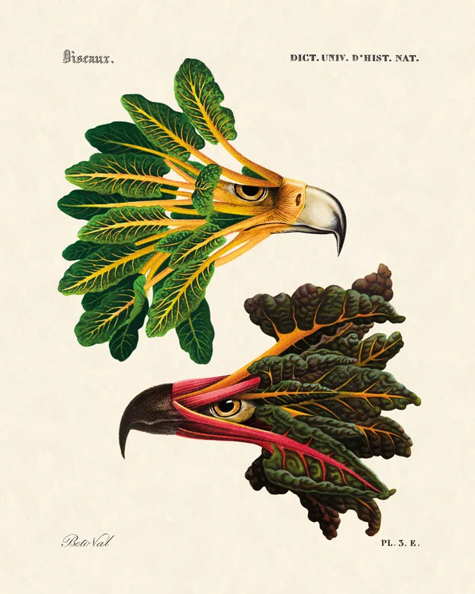 Illustration of chard as eagles
