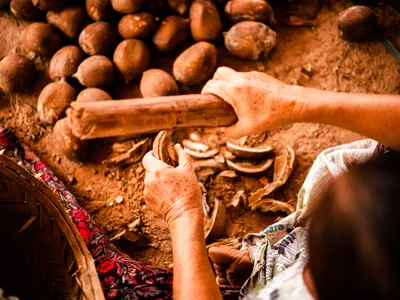 Hands with tool for breaking coconuts