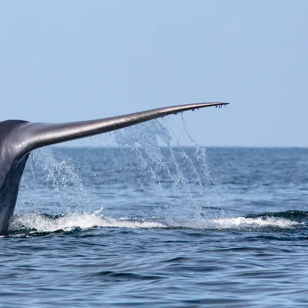 A whale's tale above the surface of the waves