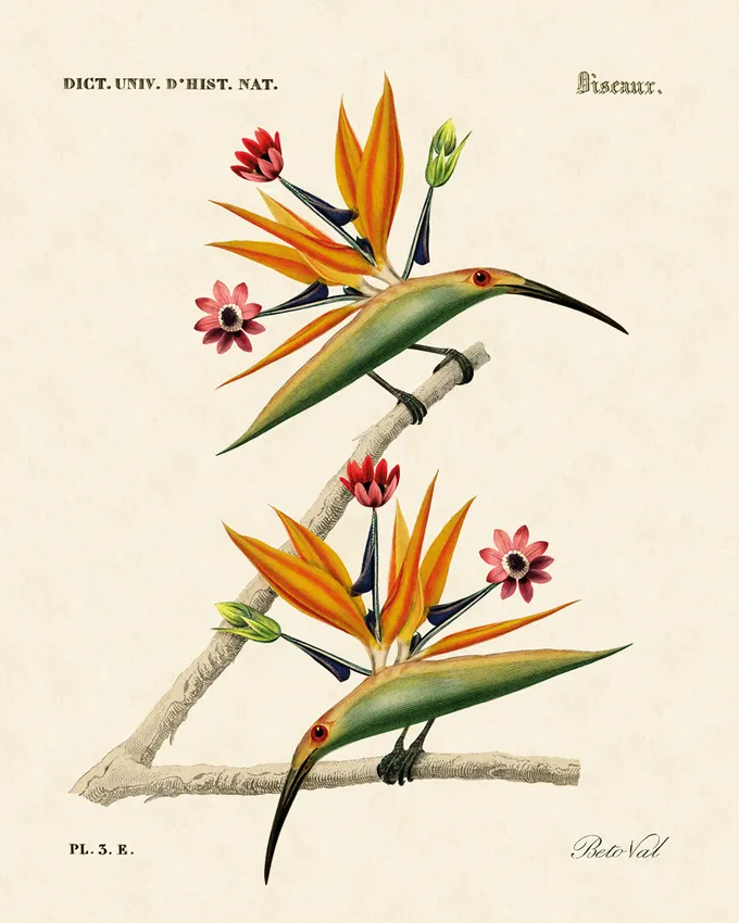 Illustration of plants as birds