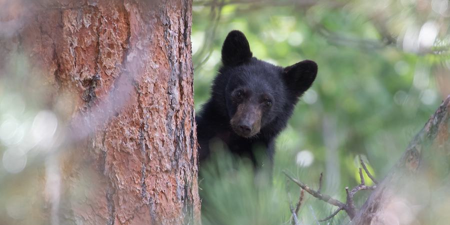 A black bear peeking from behind a tree