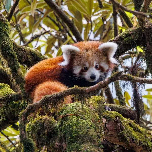 A red panda lounging in a tree