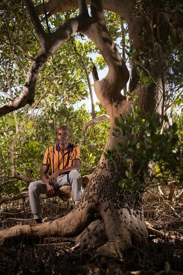 A man sits beneath a mangrove tree