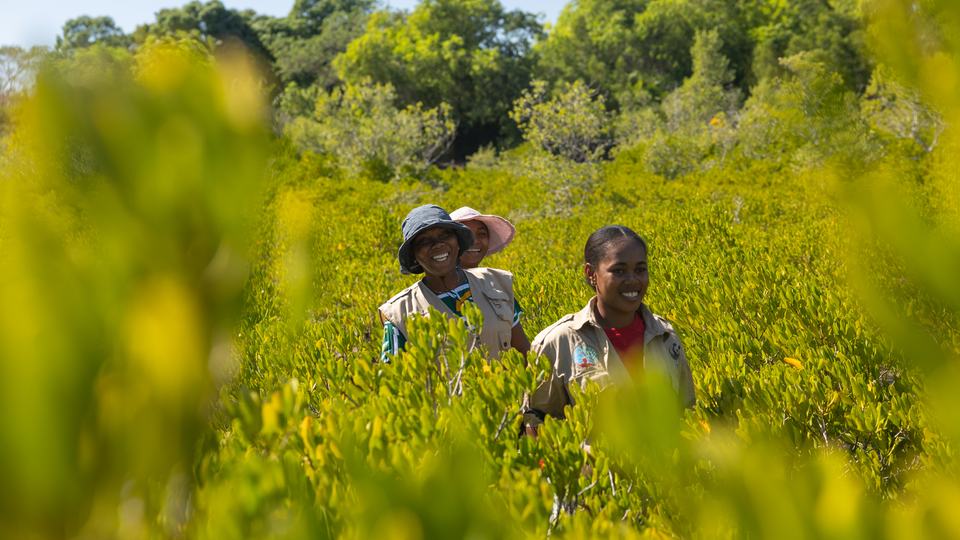 Women walking in high brush in a mangrove forest