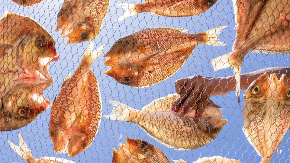 Fish drying on wire tray