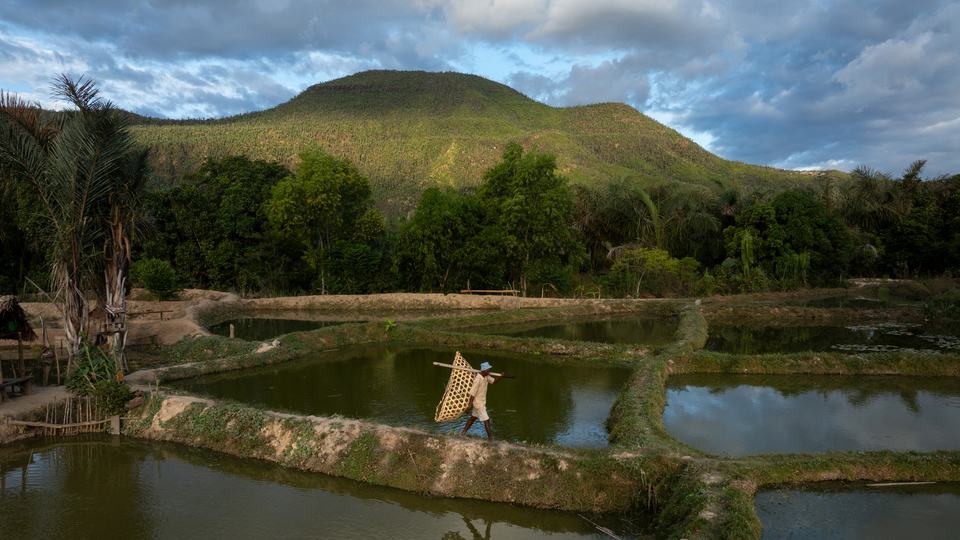 A man walking on earth ridge between man-made ponds.