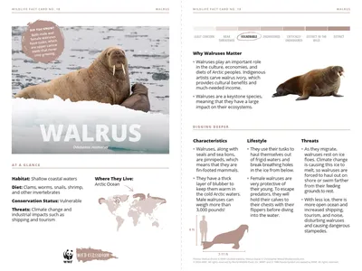 Walrus Species Card