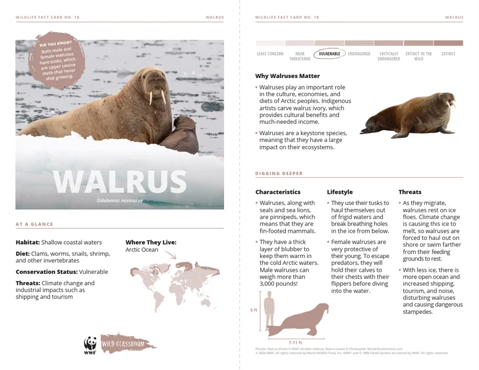 Walrus Species Card