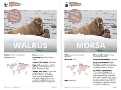 Walrus Species Card ELL