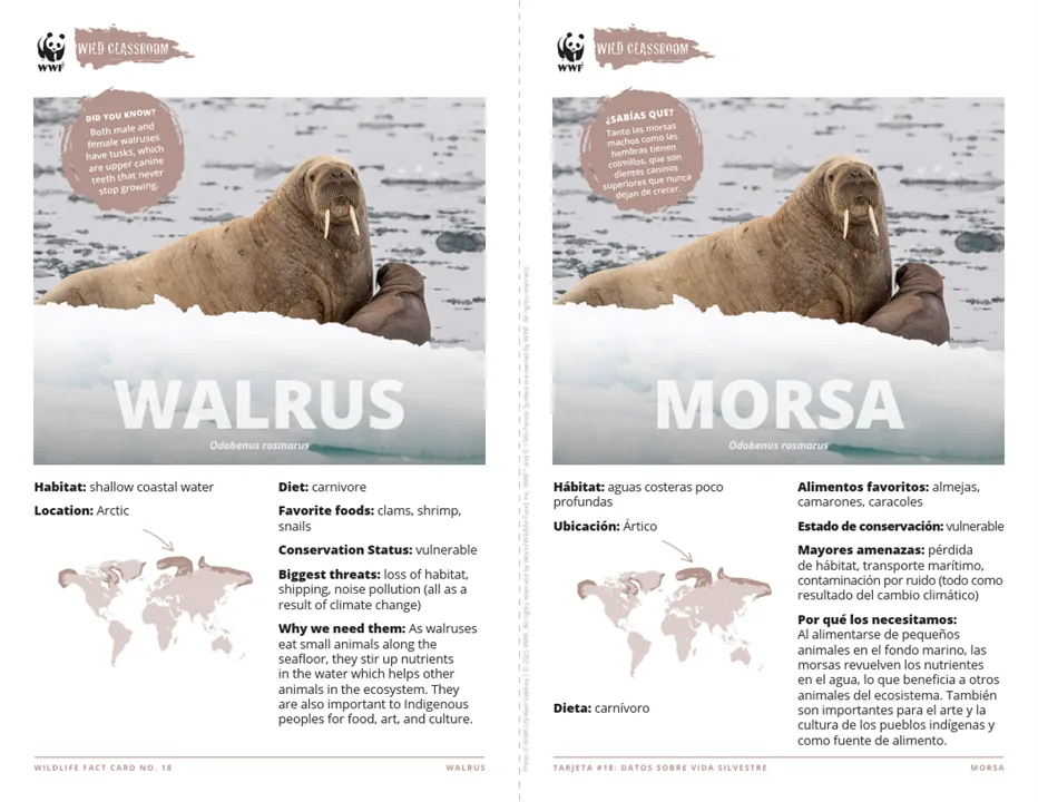 Walrus Species Card ELL