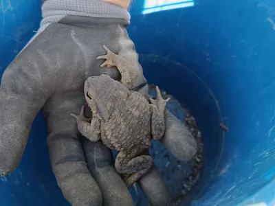 A frog captured in a blue bucket