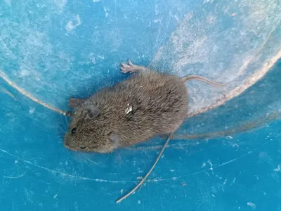 A rodent captured in a blue bucket
