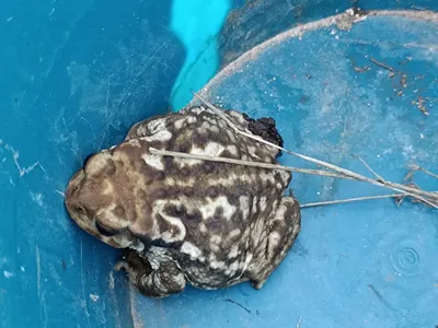 A specked frog captured in a blue bucket