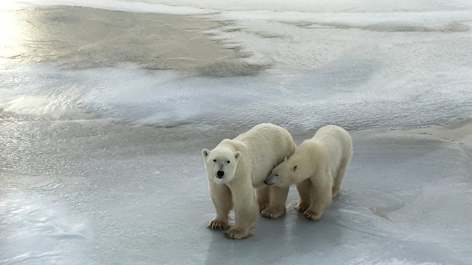 Two polar bears on an expanse of ice
