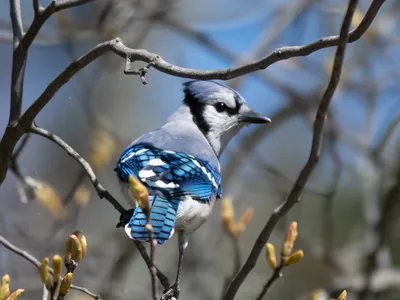 Blue bird in a tree