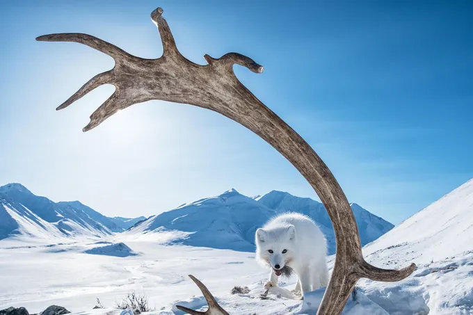 Arctic fox scavenging on snowy plain with mountains in the background