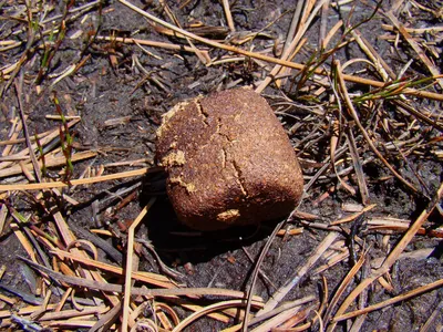 Wombat feces