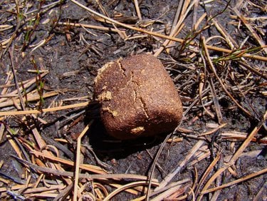 Wombat feces